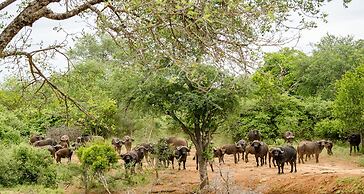 Elandela Private Game Reserve & Luxury Lodge