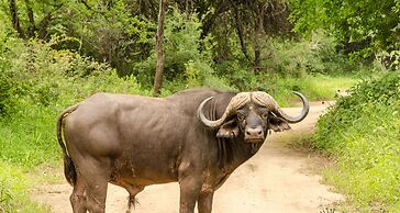 Elandela Private Game Reserve & Luxury Lodge