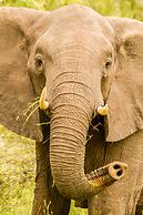 Elandela Private Game Reserve & Luxury Lodge