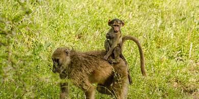 Elandela Private Game Reserve & Luxury Lodge