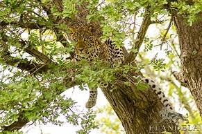 Elandela Private Game Reserve & Luxury Lodge