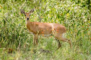 Elandela Private Game Reserve & Luxury Lodge