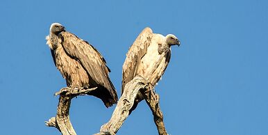 Elandela Private Game Reserve & Luxury Lodge