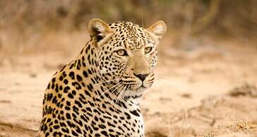Elandela Private Game Reserve & Luxury Lodge