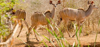 Elandela Private Game Reserve & Luxury Lodge