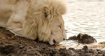 Elandela Private Game Reserve & Luxury Lodge