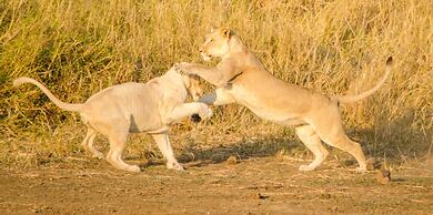 Elandela Private Game Reserve & Luxury Lodge