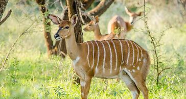 Elandela Private Game Reserve & Luxury Lodge