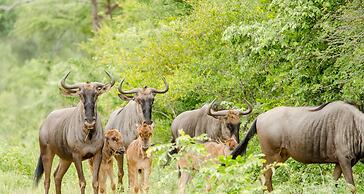 Elandela Private Game Reserve & Luxury Lodge