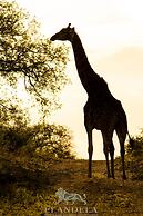 Elandela Private Game Reserve & Luxury Lodge