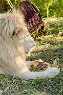 Elandela Private Game Reserve & Luxury Lodge