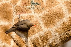 Elandela Private Game Reserve & Luxury Lodge