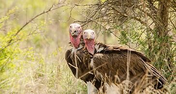 Elandela Private Game Reserve & Luxury Lodge