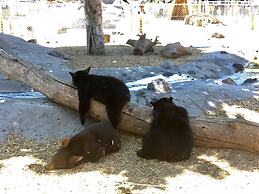 The Fishing Bear Lodge