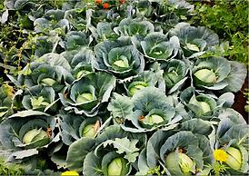 TIH Mystique Meadows Camp