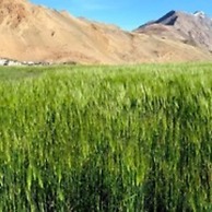 TIH Tsomoriri Hotel Lake View