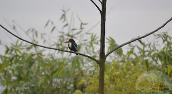 River View Jungle Camp