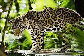 Mariposa Jungle Lodge