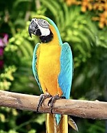 Mariposa Jungle Lodge