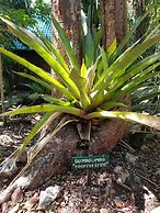 Mariposa Jungle Lodge