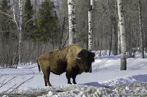 Cedar Meadows Resort & Spa, Ascend Hotel Collection