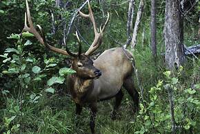 Cedar Meadows Resort & Spa, Ascend Hotel Collection