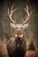 Cedar Meadows Resort & Spa, Ascend Hotel Collection