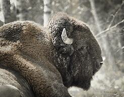 Cedar Meadows Resort & Spa, Ascend Hotel Collection