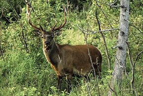 Cedar Meadows Resort & Spa, Ascend Hotel Collection