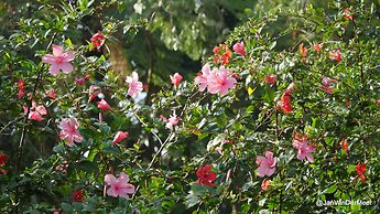 Gorillas City Centre Hotel