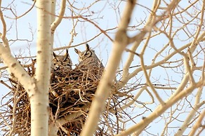 Nature's Inn Red Lake