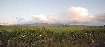 Endless Vineyards at Wildekrans Wine Estate