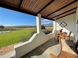 Endless Vineyards at Wildekrans Wine Estate