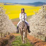 Endless Vineyards at Wildekrans Wine Estate