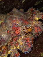 The Tuwanek Hotel and Spa