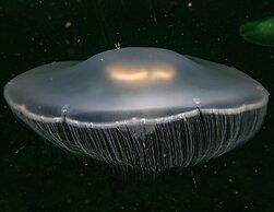 The Tuwanek Hotel and Spa