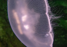 The Tuwanek Hotel and Spa