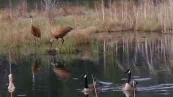 Bee 'n Bee Bed n' Breakfast