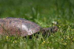 Green Village Resort