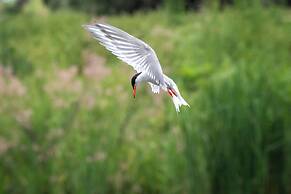 Green Village Resort