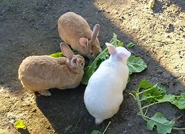 Hotel Bangalôs da Serra