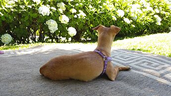 Hotel Bangalôs da Serra