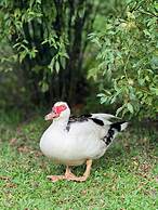 Hotel Bangalôs da Serra