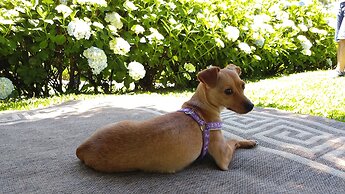 Hotel Bangalôs da Serra