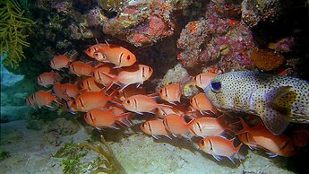 Suite St. John at Gallows Point Resort