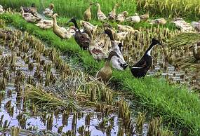 Bakung Ubud Resort and Villa