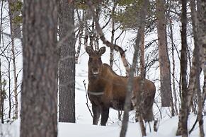 Abisko Guesthouse  & Activities
