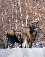 Abisko Guesthouse  & Activities