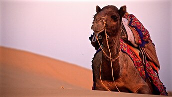 Damodra Desert Camp