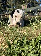 Park Motel and Cabins